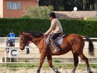 Stages d'équitation en période de vacances scolaires