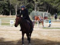 Stages d'équitation en période de vacances scolaires