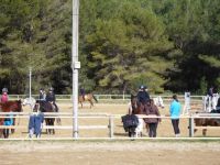 Stages d'équitation en période de vacances scolaires