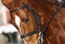 Cours d'équitation enfants et adultes, débutants et confirmés