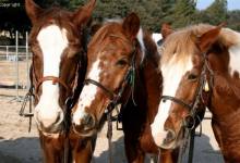 Cours d'équitation enfants et adultes, débutants et confirmés