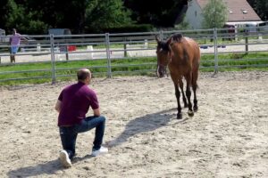 Travail_a_pied_avec_un_cheval Travail à pied